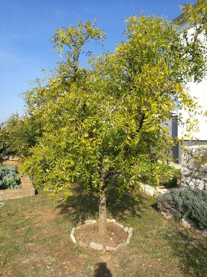 Guesthouse Villa Domenico Лозовац Экстерьер фото